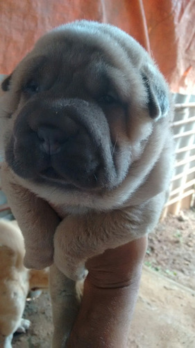 Sharpei, Shar Pei Lindos Purissimos, Enrugados Dos Pes A Cab