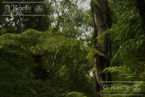 Imagen 10 de 30 de Grandes Extensiones De Bosque Nativo En Misiones - Bonos Verdes- Ideal Conservacionistas