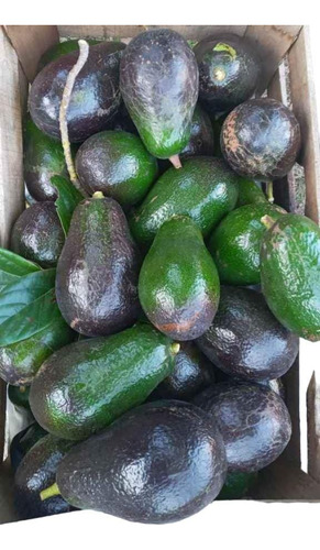 Palta Torres Injertada Grande Y Cremosa Senasa Envios