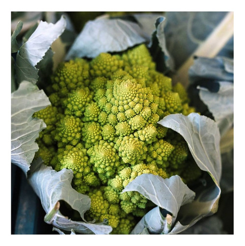 720 Sementes De Couve- Flor Romanesco Kefera - 3gr