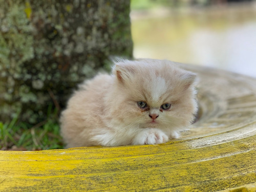 Espectaculares Gatos Persa Disponibles