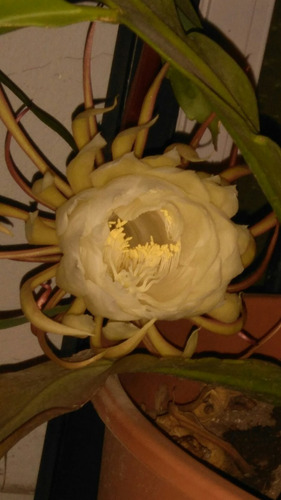 Epiphyllum Oxipetalum, Planta Dama De Noche