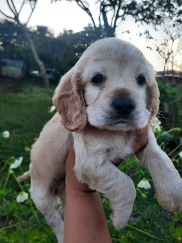 Tiernos Cocker Spaniel