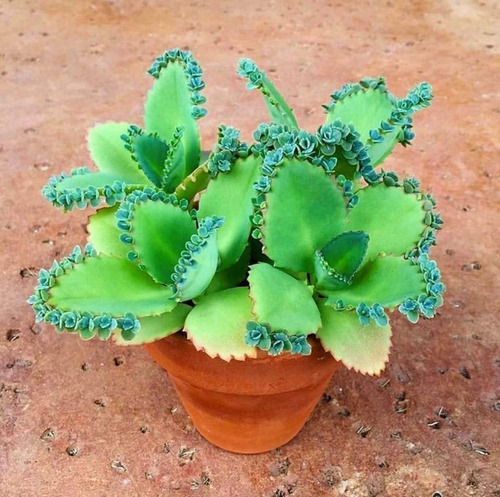 Kit Mini Suculentas/cactos Com 20 Mudas Diferentes.