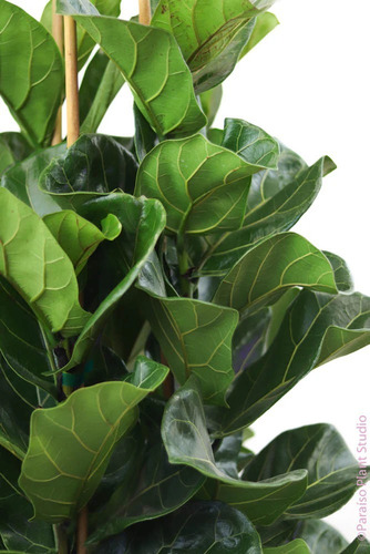 Ficus Pandurata Lyrata 110cm Ejemplar Único Oportunidad No Tiene