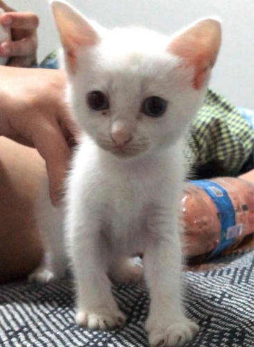 Gatinhos Para Adoção
