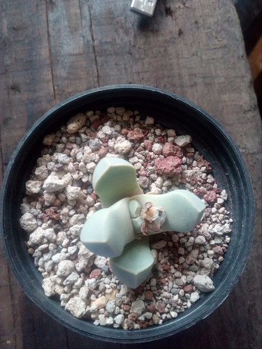 Imagen 3 de 4 de Lapidaria Margaritae , Mta 3 Inch , Piedra Viviente Lithops