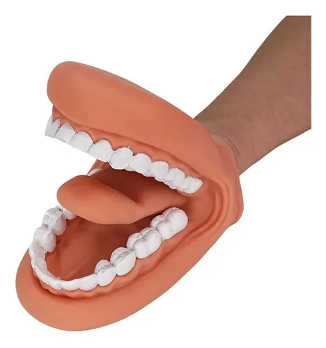 comprar Modelo Oral\u002F Boca Interactiva (articulacion E Higiene Oral)