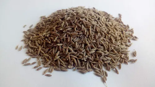 Semillas De Comino Para Plantar: Cultiva Tus Propias Especia