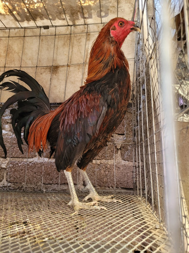 Gallos De Pelea (Usado)