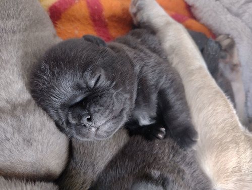 Imagem 3 de 4 de Filhotes De Pug