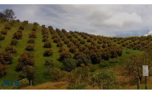 Grandiosa Finca Con Cultivos De Aguacate Hass(mls#247937)
