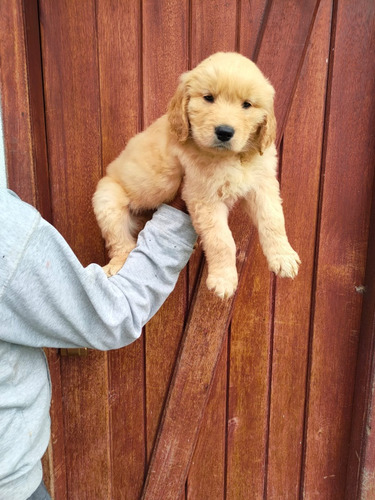 Cachorra Golden Retriever Hembra, Pelaje Largo, 2 Meses.