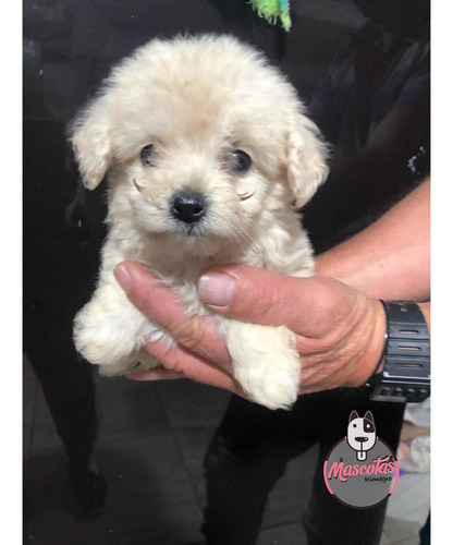 Imagen 2 de 5 de Espectaculares Cachorros Frenshpoodle Minitoy Mascotas Rione