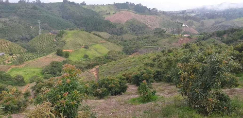 Imagen 3 de 11 de Finca De 32 Hectareas Con Aguacate Hass En Abejorral