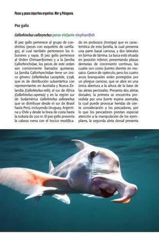 Irigoyen Peces Y Pesca Deportiva Argentina - Mar Y Patagonia