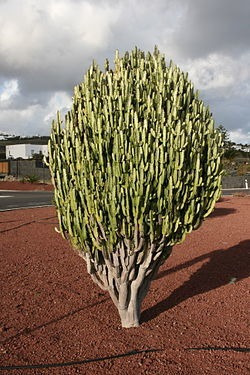 Semillas De Euphorbia Trigona Suculenta 