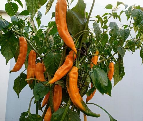 Imagen 2 de 3 de Semillas Ají Amarillo - Pimiento Raro X Sobre Huerta