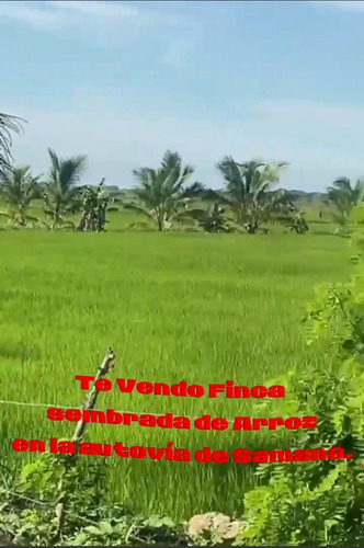 Te Vendo Finca Sembrada De Arroz En La Autovía De Samana.