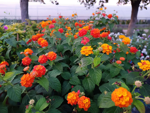 20 Semillas De Lantana Camara Bicolor