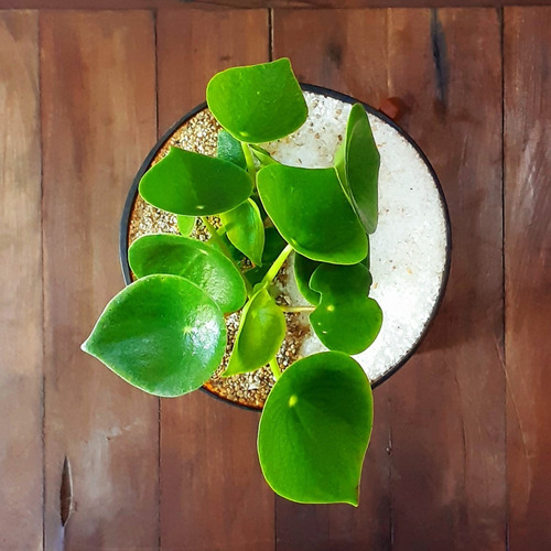 Planta Interior Cuchara Little Terrario 16 Con Soporte