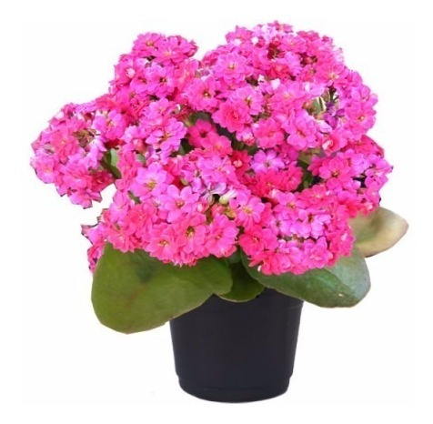 Muda De Kalanchoe (flor-da-fortuna) | MercadoLivre