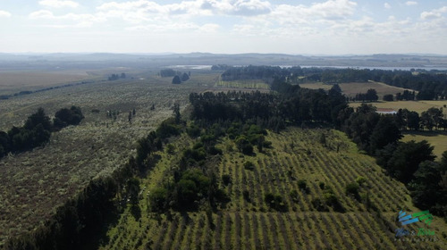 Imagen 11 de 17 de Única Chacra Con Producción De Arándanos En Laguna Del Sauce - Zona Rural Zona Rural