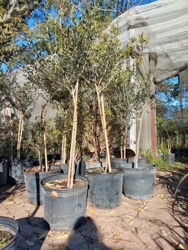 Olivo Excelentes Ejemplares En 10l 1.60m.variedad De Tamaños