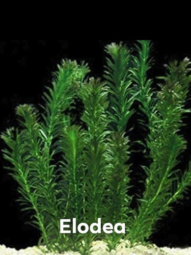 Plantas Low Tech Microsorum+elodea+musgo Java+hidrofila