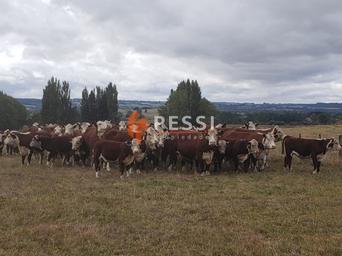 Venta Campo Agrícola Ganadero En Paysandú