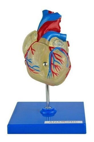 Coração Humano Transparente Em 2 Partes Anatomia