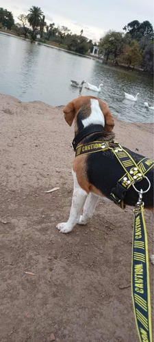 Paseo Grupal, Individual Y Guardería De Perros