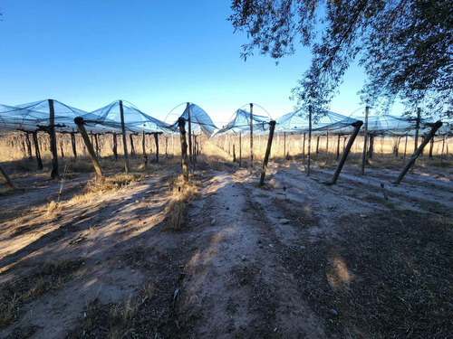 Imagen 7 de 9 de Excelente Propiedad Bodega