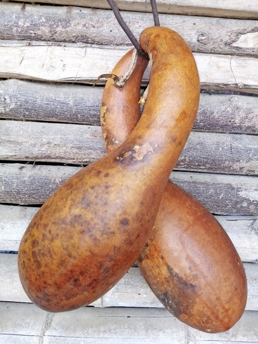 10 Semillas De Guaje Calabaza Peregrina Cuello De Gancho