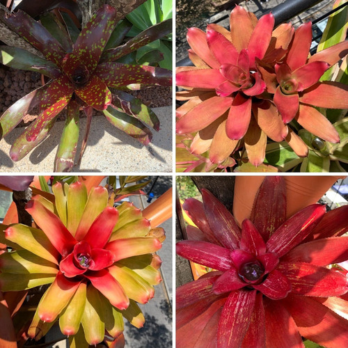 Hijos Bromelias Plantas Mata Jardin Paisajismo 0000