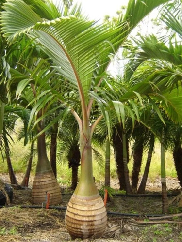 Palma Botella No Semilla De 40 Cm Aprox Foto Ilustrativa