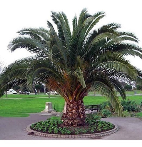 Imagen 1 de 4 de Palmera Phoenix Canariensis 20lts