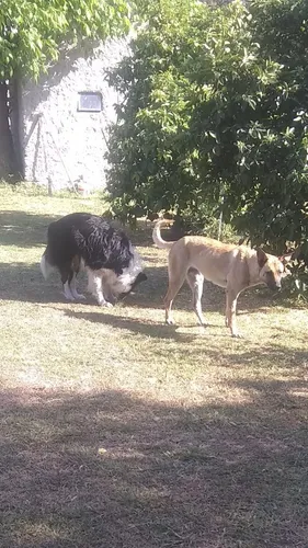 Adiestramiento Canino Y Pensionados