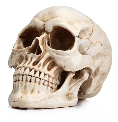 Réplica De Tamaño Real Modelo De Hueso De Cabeza De Cráneo H