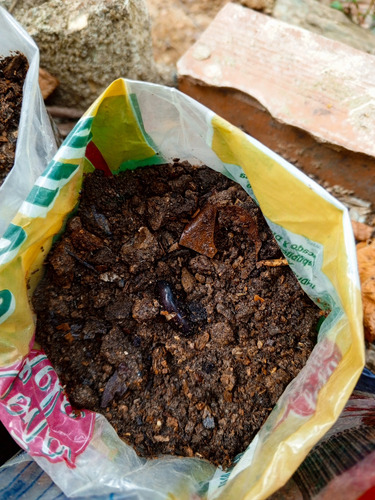Mata De Mucuna Para El Tratamiento Del El Parkinson (l-dopa)