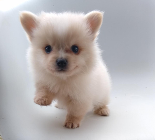 Cachorros Pomerania Lulu De Color Blanco Puros Certificados