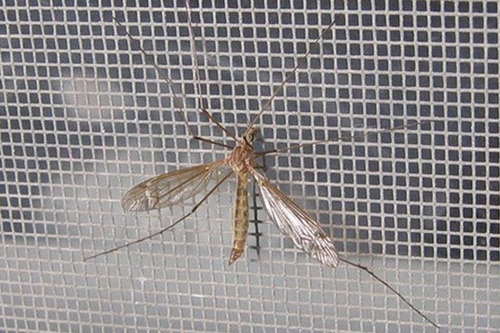 Tela Mosquiteira Rolo 1m X 10m Verde