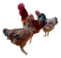 Comprar 30 Ovos Ferteis Galados Galinha Balão Sertanejo Gsb