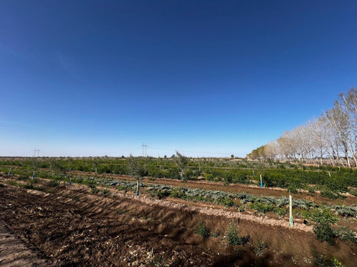 Excelente Oportunidad - Campo En Plena Producción