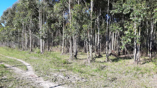 Imagen 15 de 16 de Campo 200 Hectareas Forestal Ganadero A 80kms De Montevideo