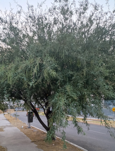 Mezquite, Prosopis Glandulosa, 500 Semillas, Nv