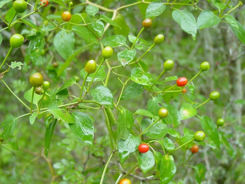 30 Semillas Chile Monte Chiltepin Organicas Germinan Nuevas