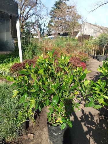 Planta Gardenia Augusta , Jazmin Del Cabo 15ts
