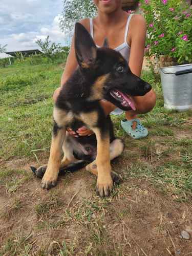 Pastor Aleman  Cachorro  De 3 Meses. 