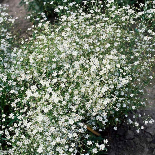 100 Sementes De Gipsofila Mosquitinho Branco Flor Para Vasos